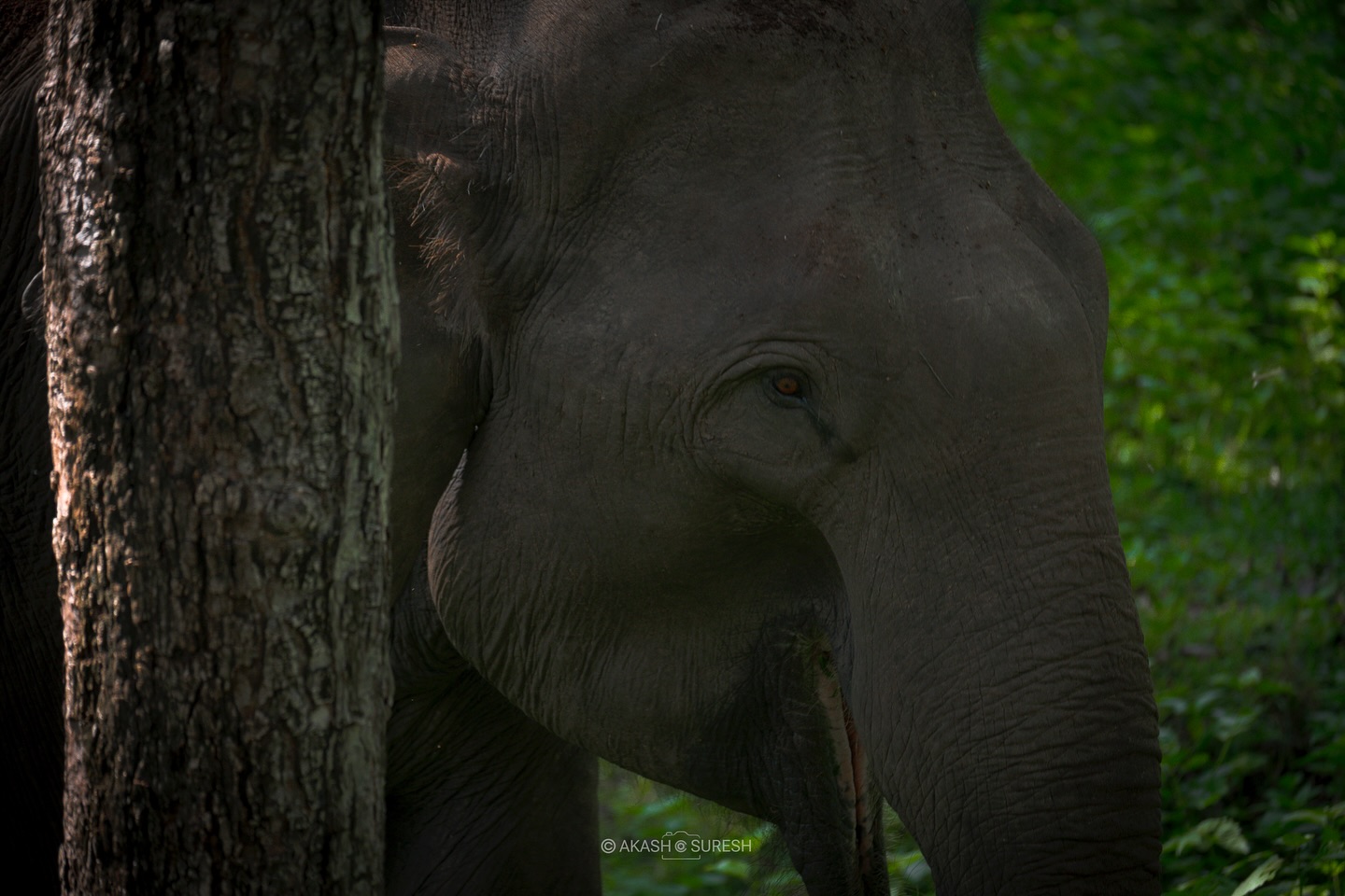 A quiet moment in the wild 🐘🌿