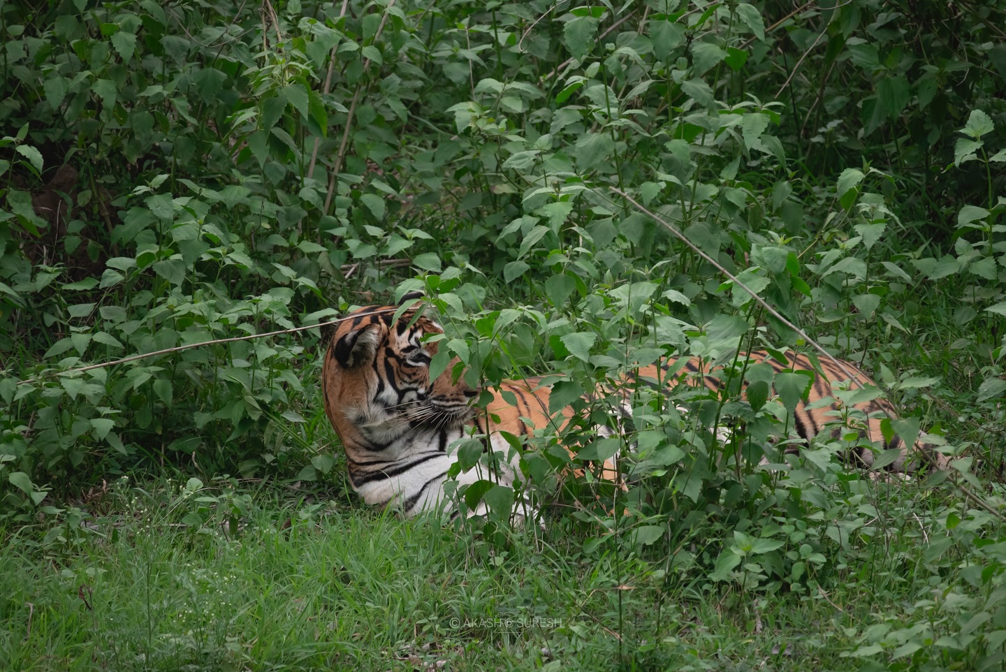 Hidden Majesty 🐅🌿