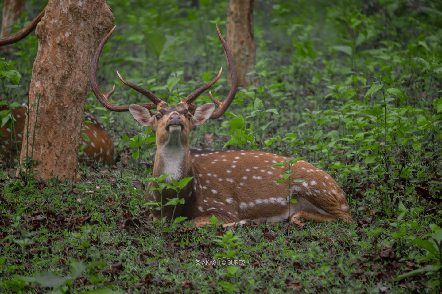 🌿 The Calm of the Wild 🦌