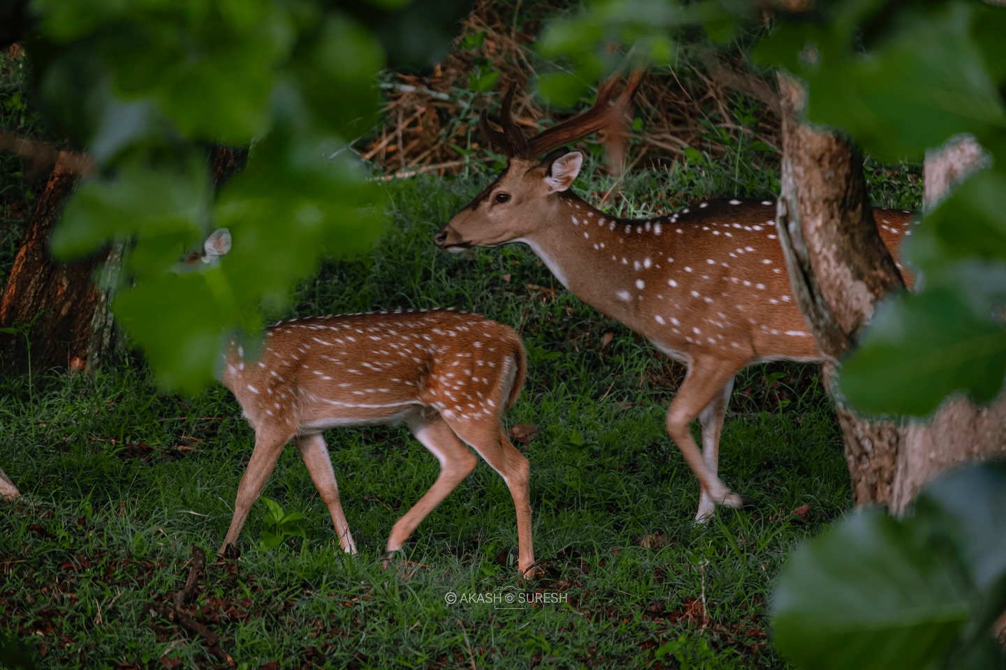 Through the emerald veil of Kabini, nature unveiled a quiet moment of grace. 🦌