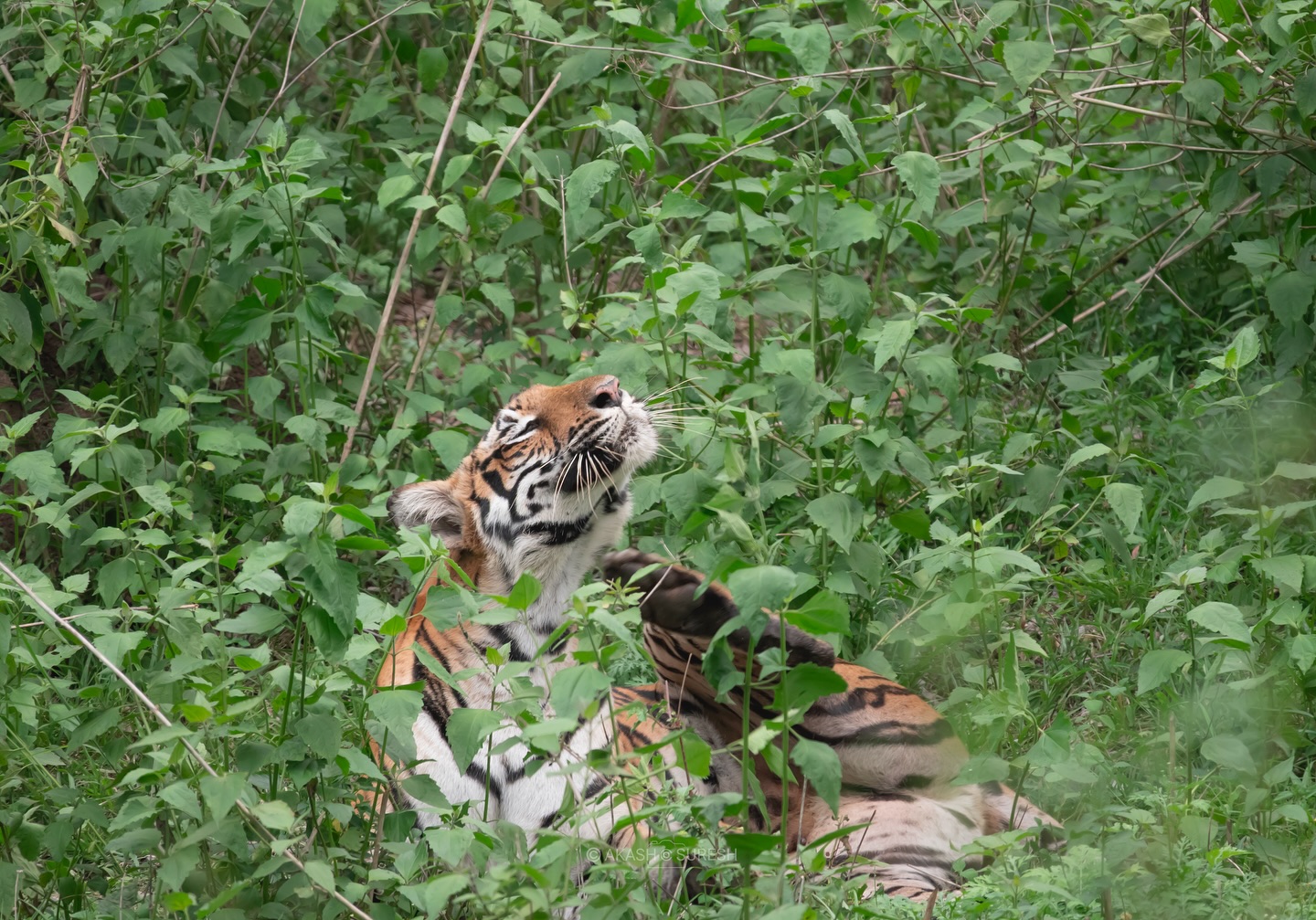 Captured this moment on 14 May 2025 during a safari from Kabani Gate, Nagarhole Tiger Reserve 🐾
