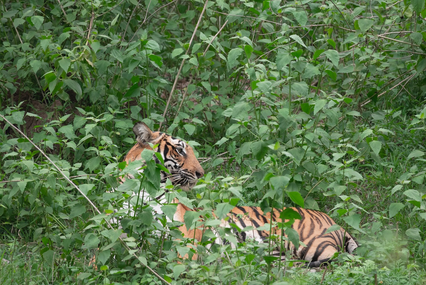 Captured this moment on 14 May 2025 during a safari from Kabani Gate, Nagarhole Tiger Reserve 🐾