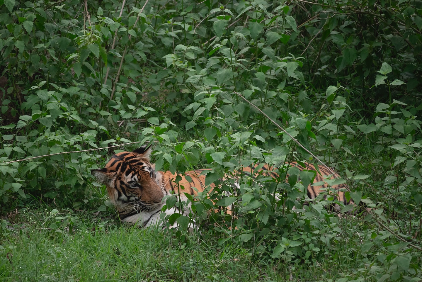 Silent royalty in the wild 🐅🌿