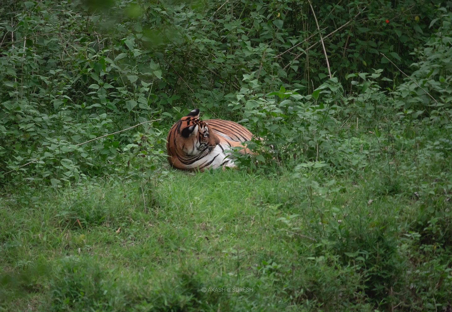 Captured this moment on 14 May 2025 during a safari from Kabani Gate, Nagarhole Tiger Reserve 🐾