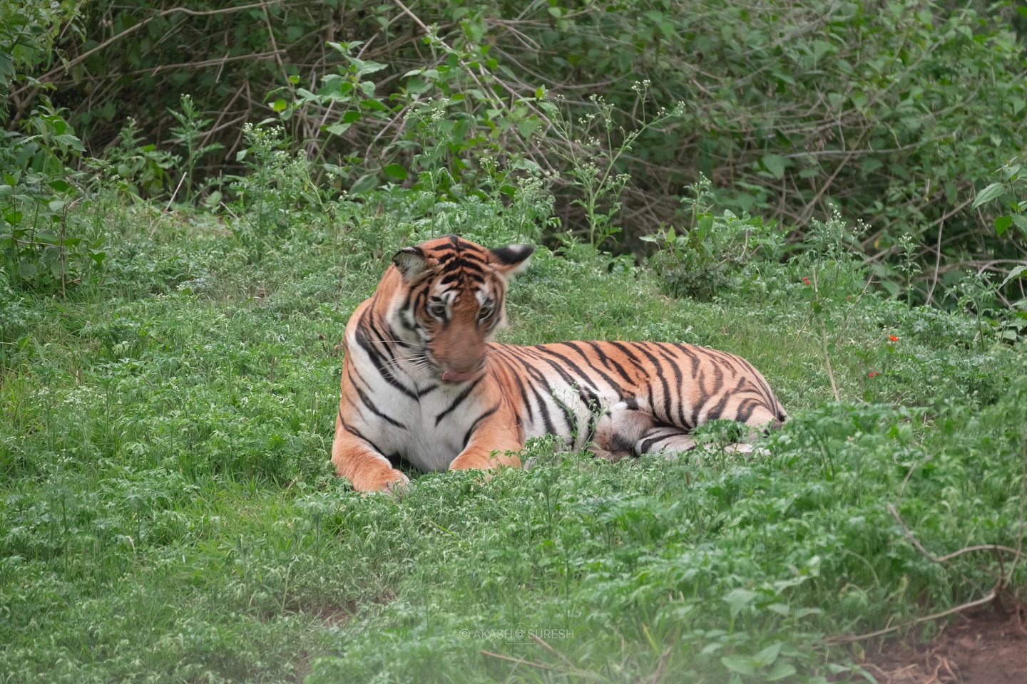 Captured this moment on 14 May 2025 during a safari from Kabani Gate, Nagarhole Tiger Reserve 🐾