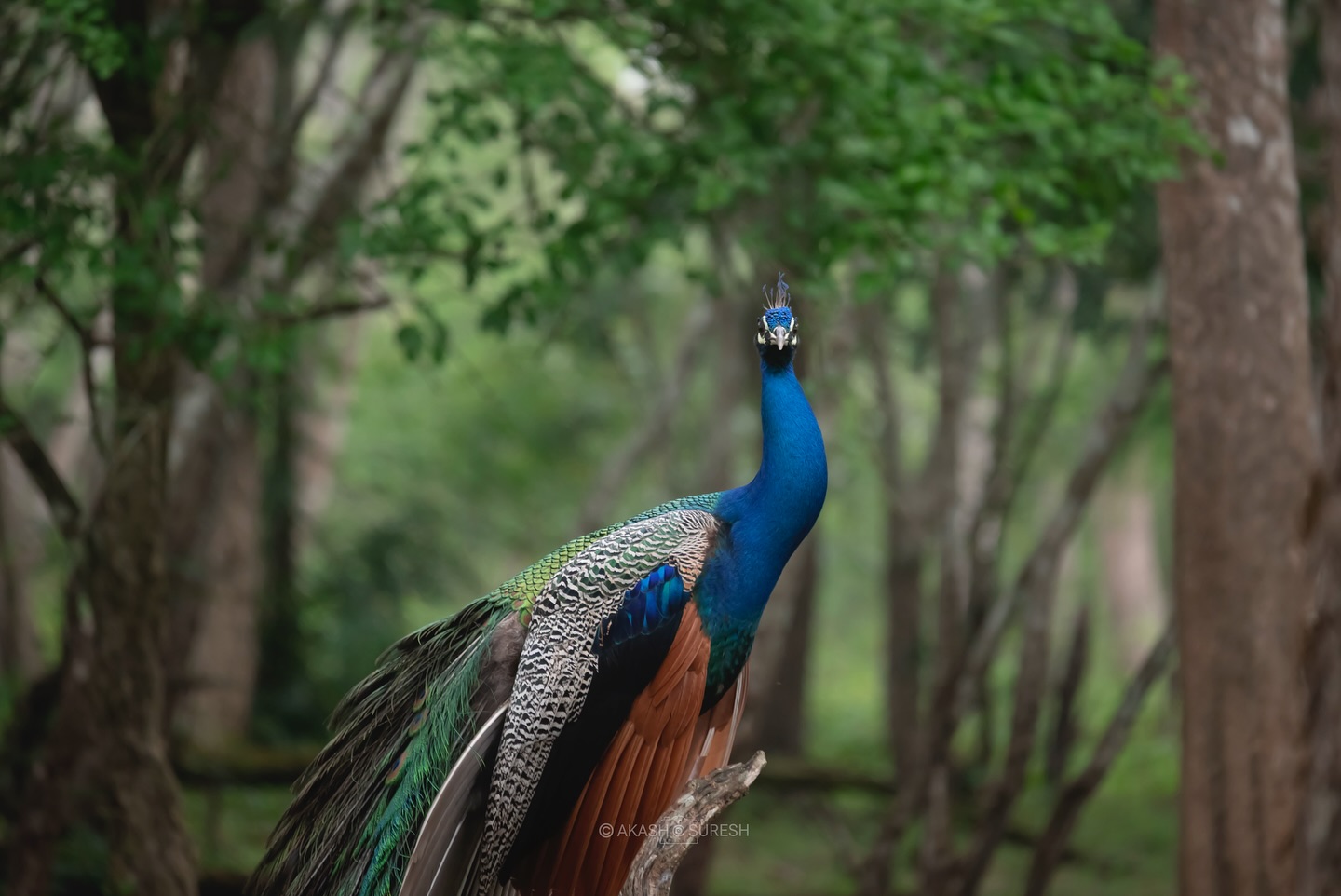 A royal pose in the heart of the wild 🦚✨