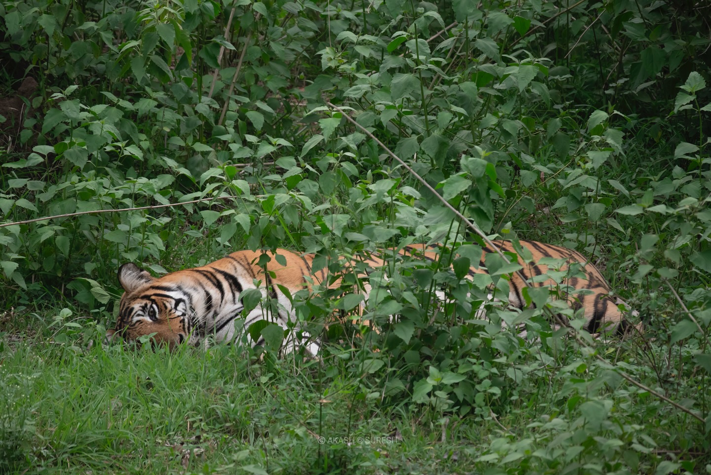 Hidden in plain sight 🐅🌿