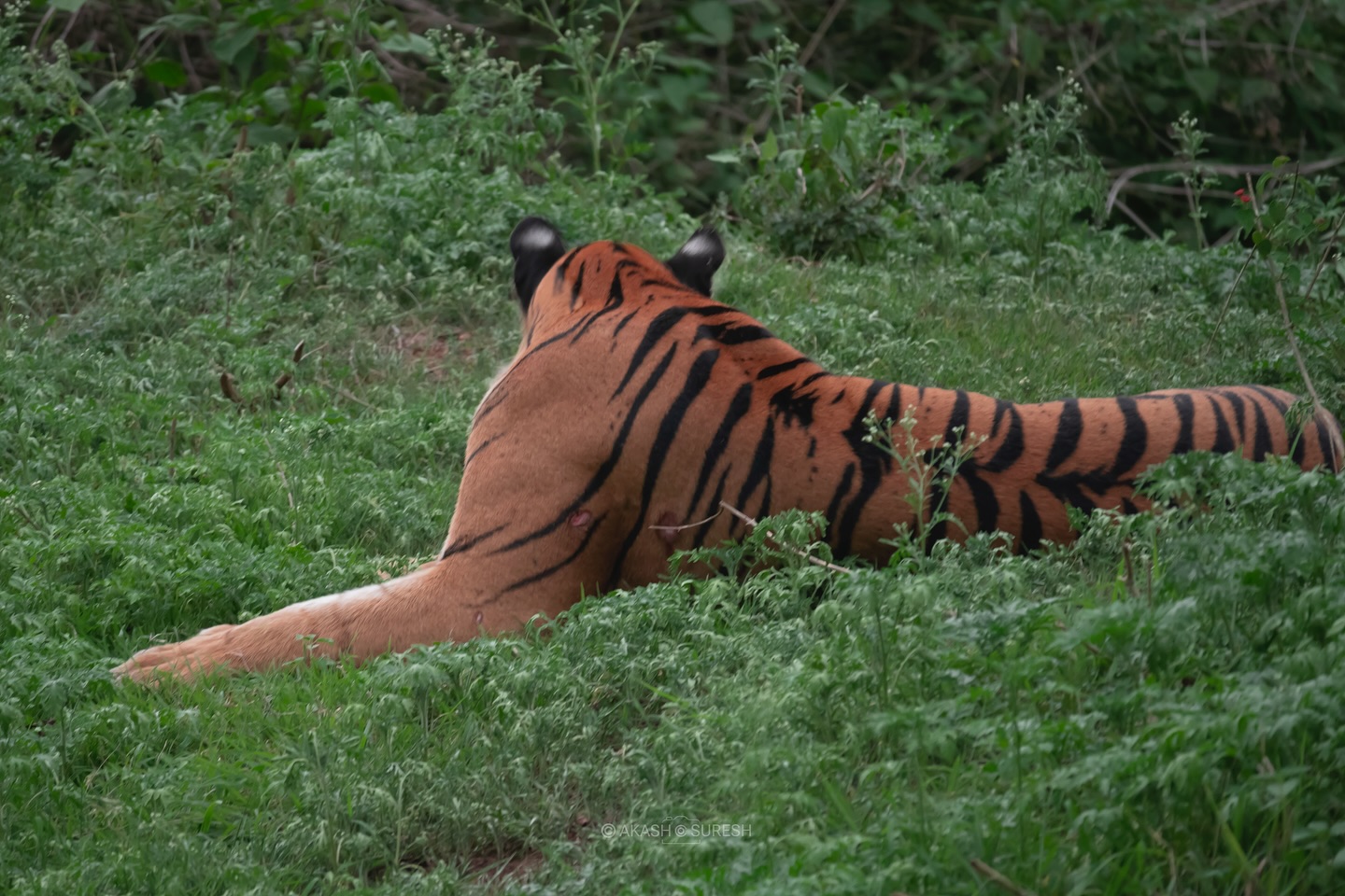 Captured this moment on 14 May 2025 during a safari from Kabani Gate, Nagarhole Tiger Reserve 🐾