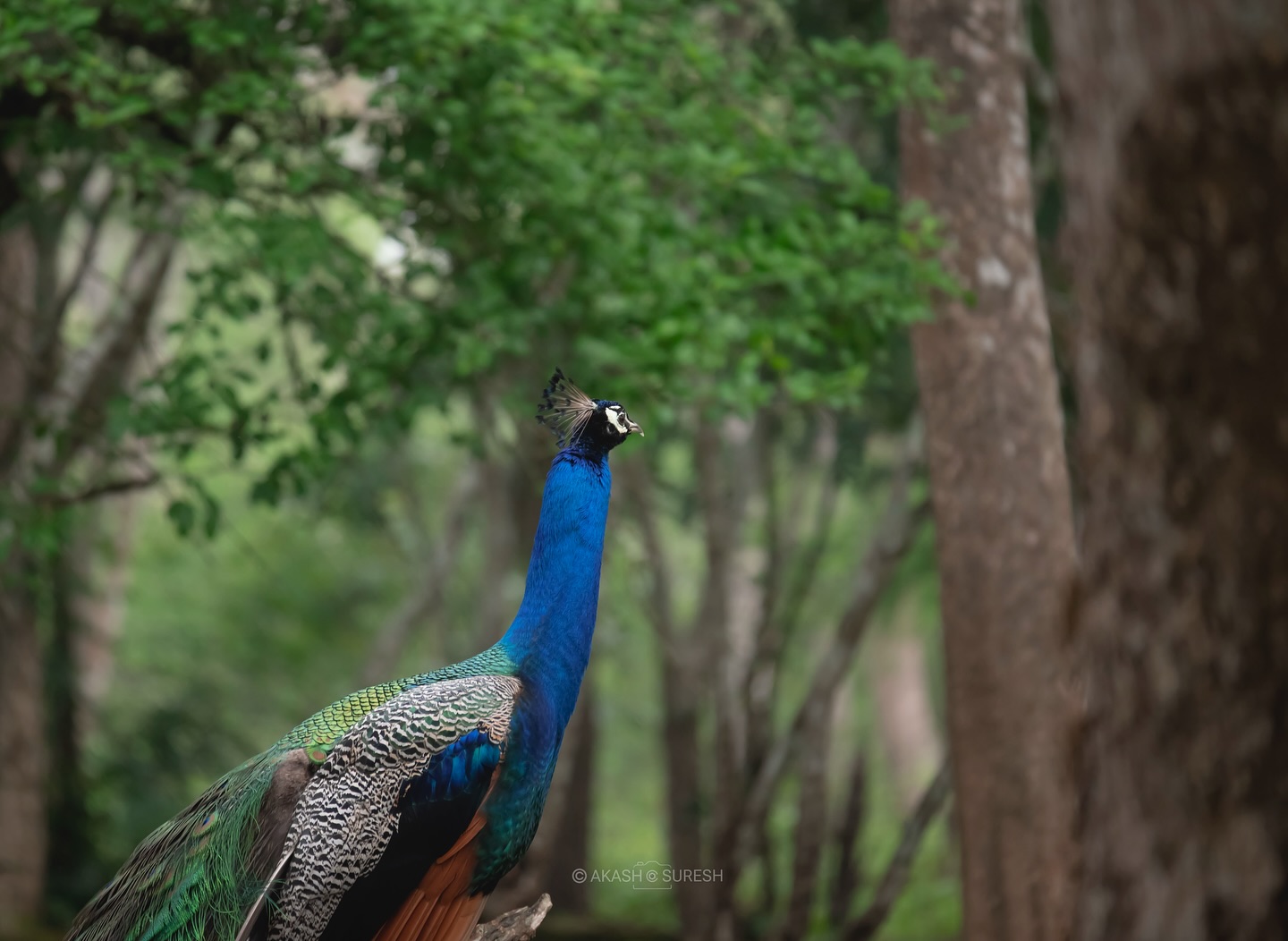 A moment of pure wilderness beauty 🌿🦚