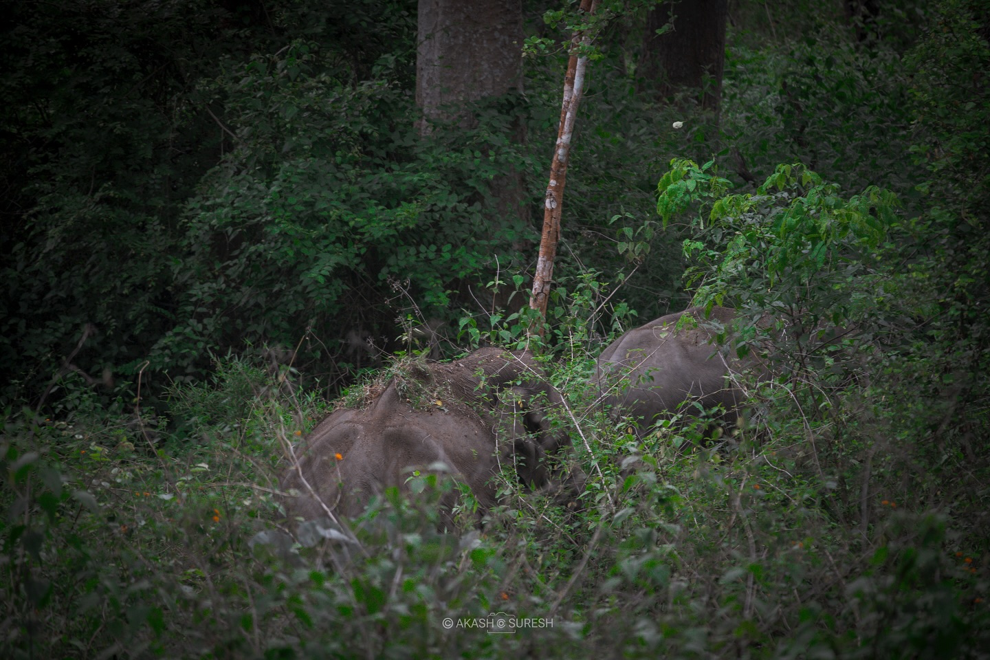 🌿 Into the Wild 🐘