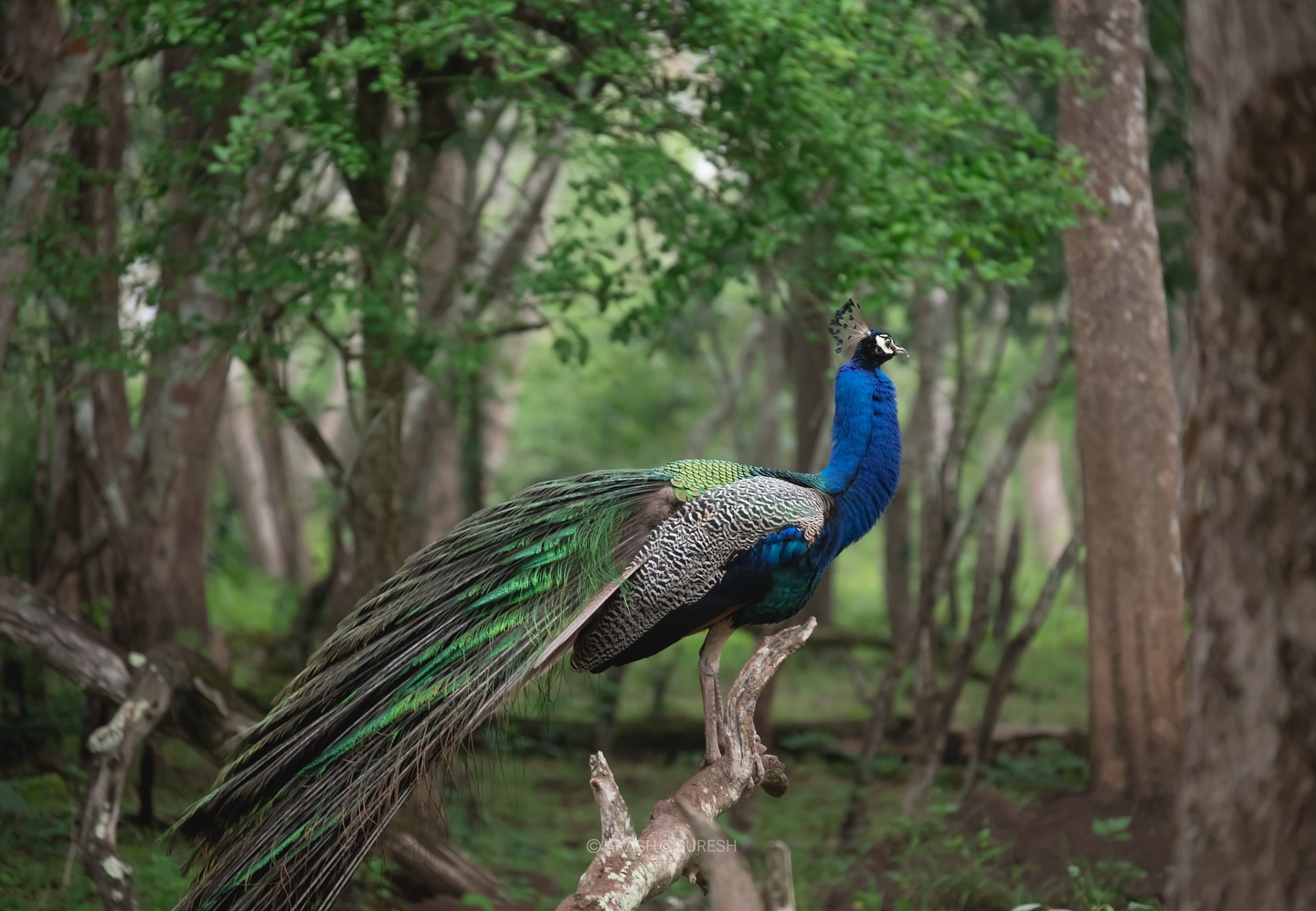 A moment of wild elegance 🌿🦚