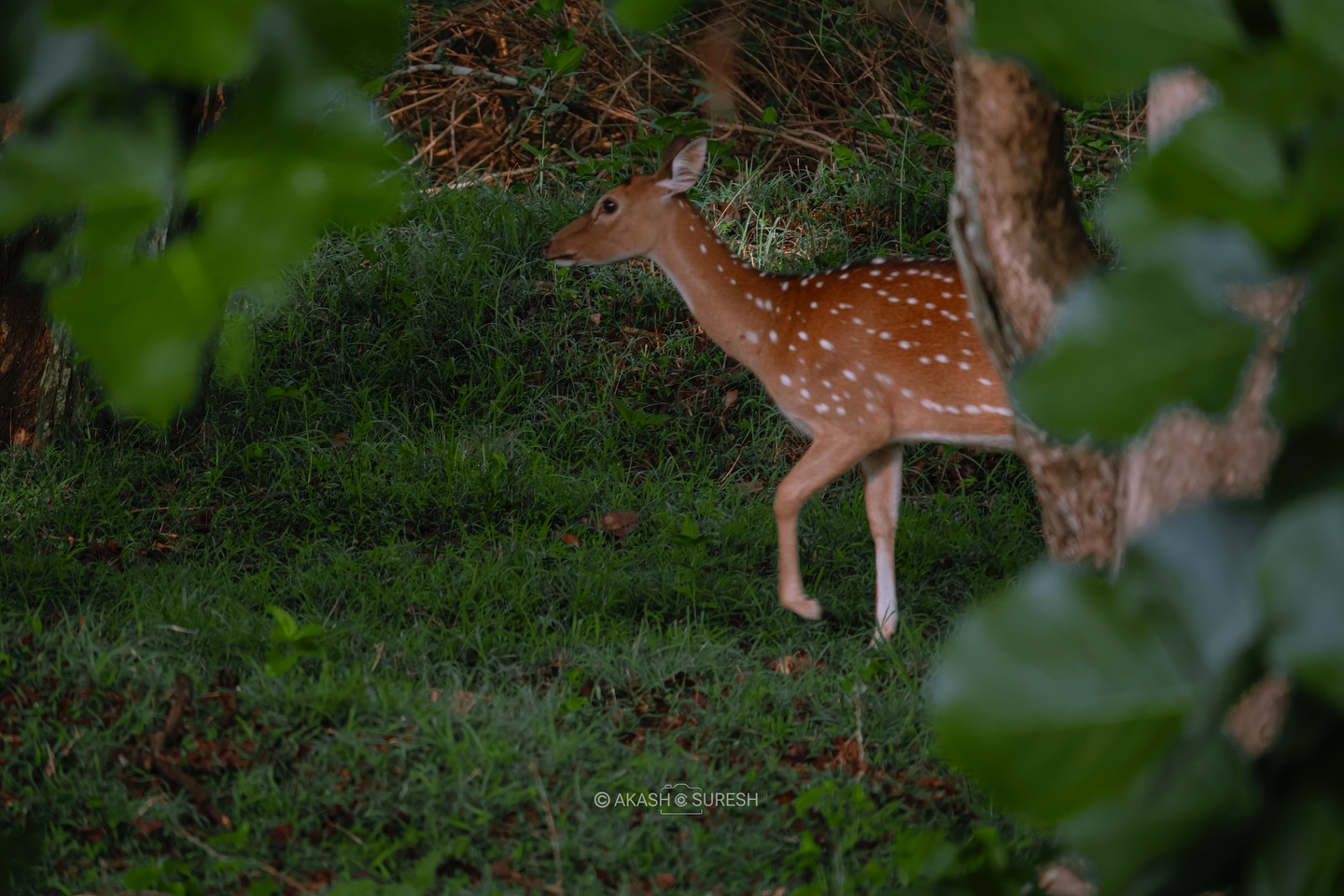 🌿 Caught in nature’s frame — a quiet moment with the graceful spotted deer 🦌