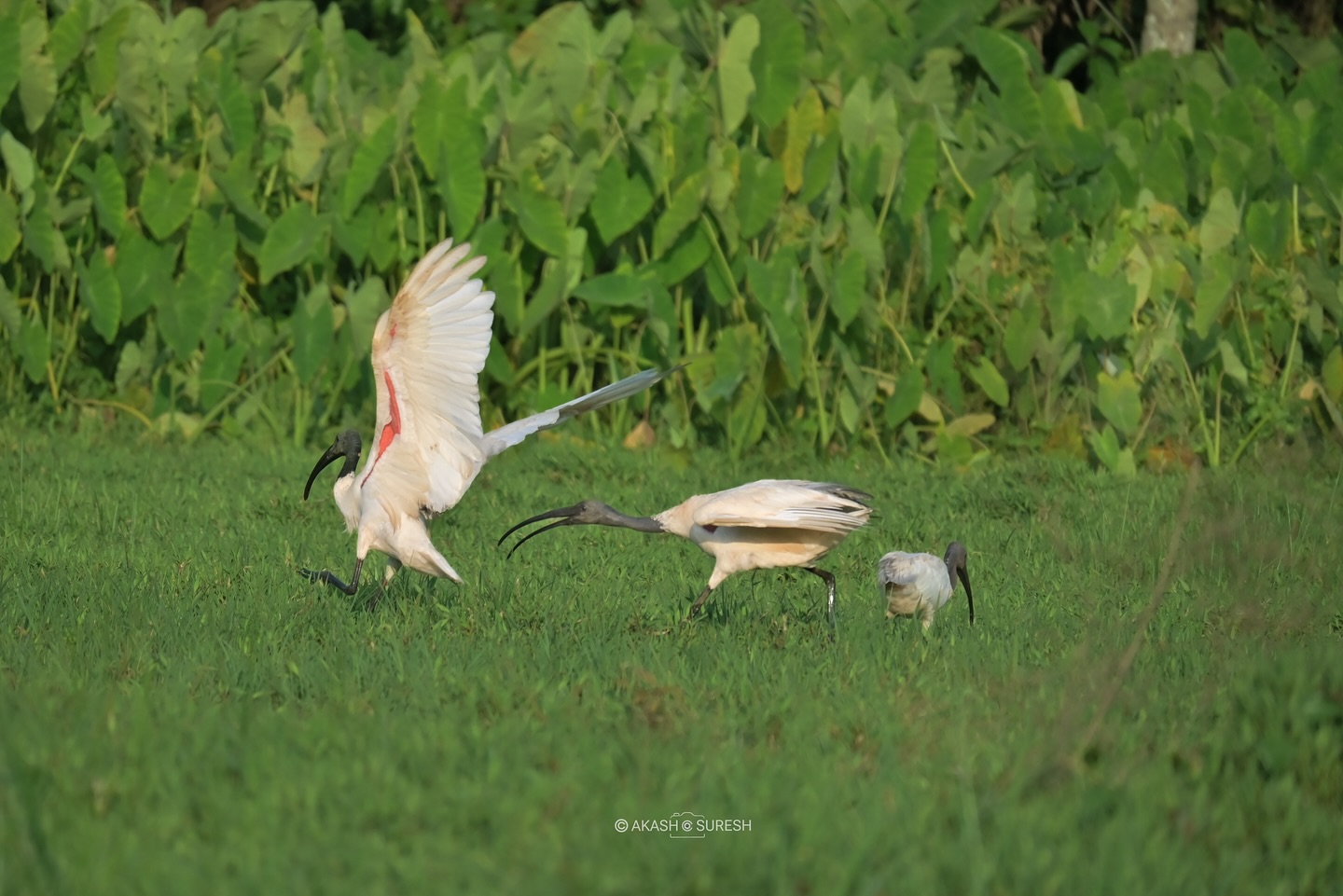 Feathers flying, egos clashing — nature’s version of a showdown 🐦⚔️