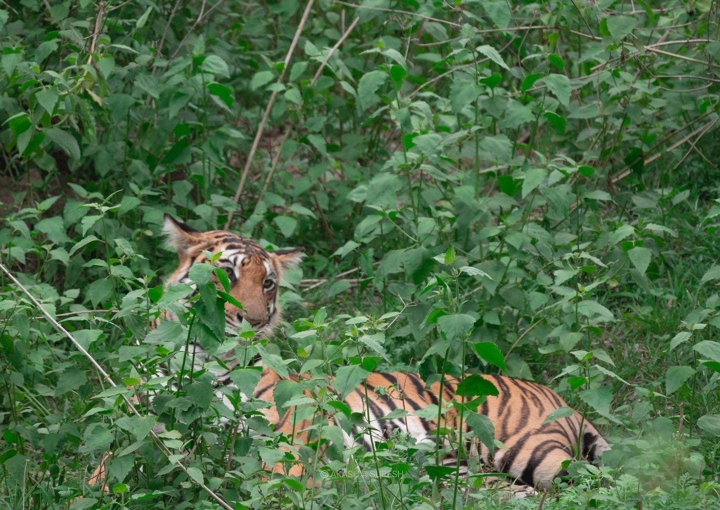 🐅 Hidden Majesty in the Wild 🌿