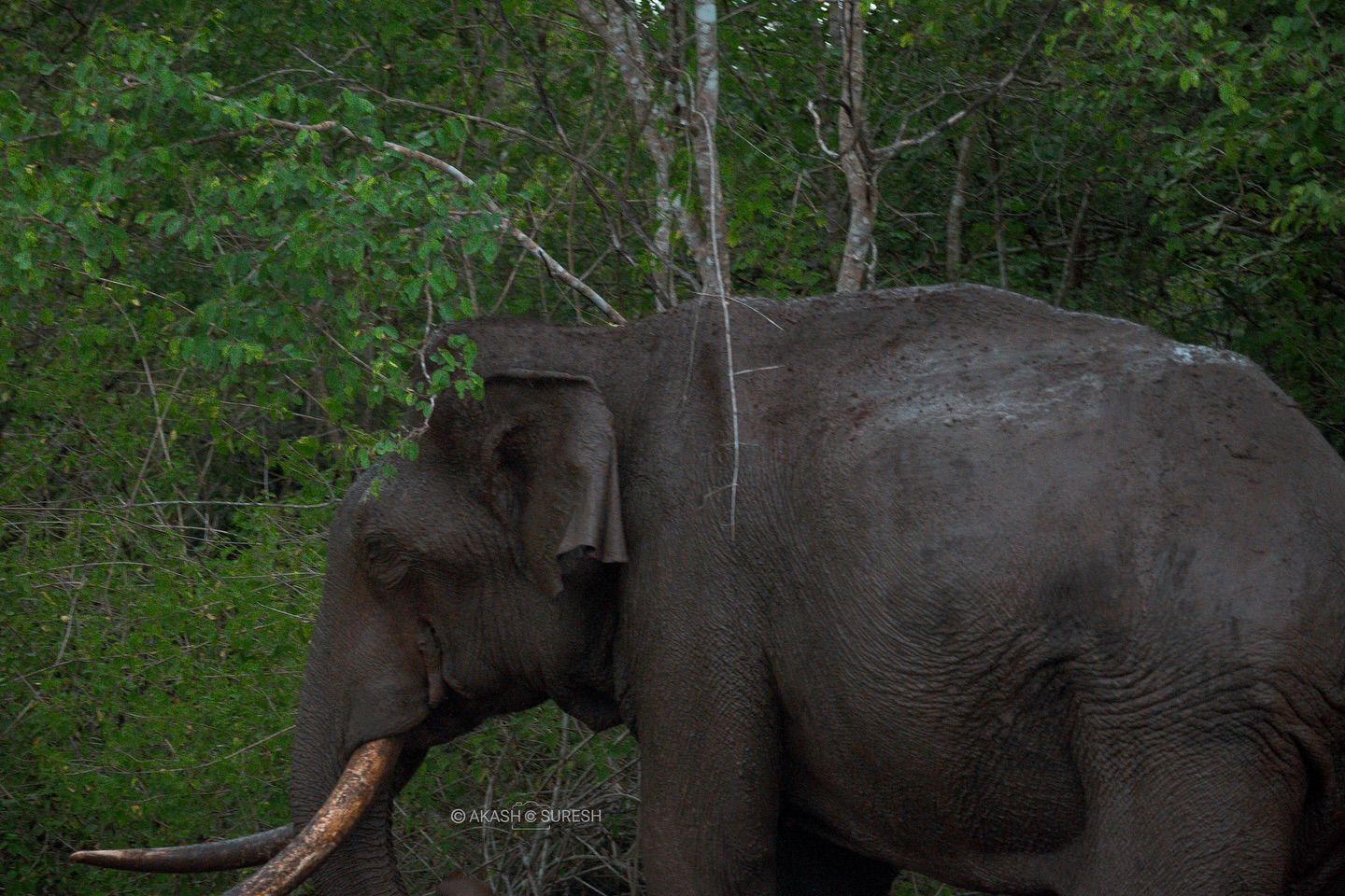 Majestic encounter in the wild 🐘🌿
