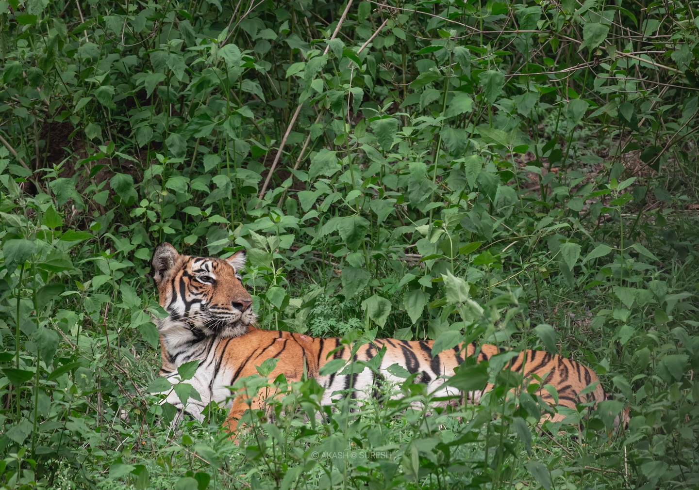 Captured this moment on 14 May 2025 during a safari from Kabani Gate, Nagarhole Tiger Reserve 🐾