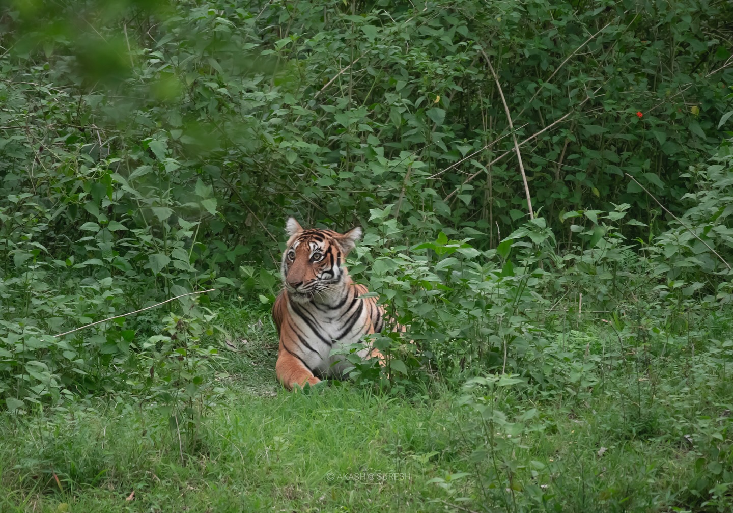 Captured this moment on 14 May 2025 during a safari from Kabani Gate, Nagarhole Tiger Reserve 🐾