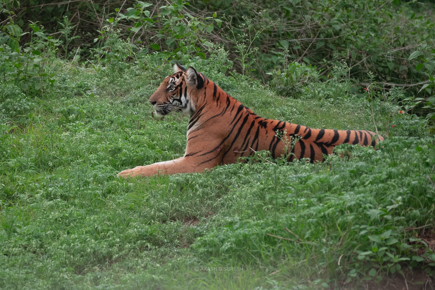Captured this moment on 14 May 2025 during a safari from Kabani Gate, Nagarhole Tiger Reserve 🐾